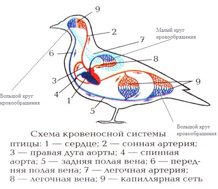Кровеносная система птиц фото