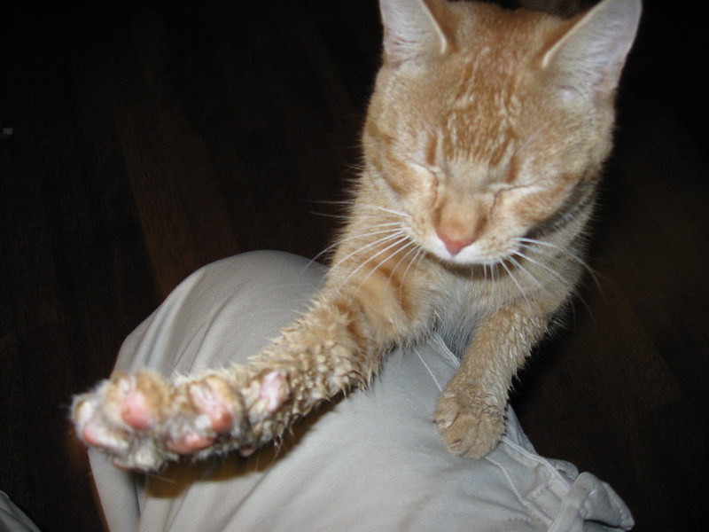 Кошка с мокрыми лапами фото Кошка с мокрыми лапами фото