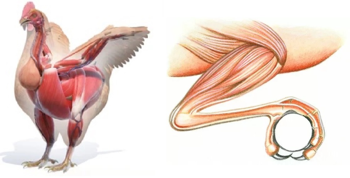 Мышцы птиц фото