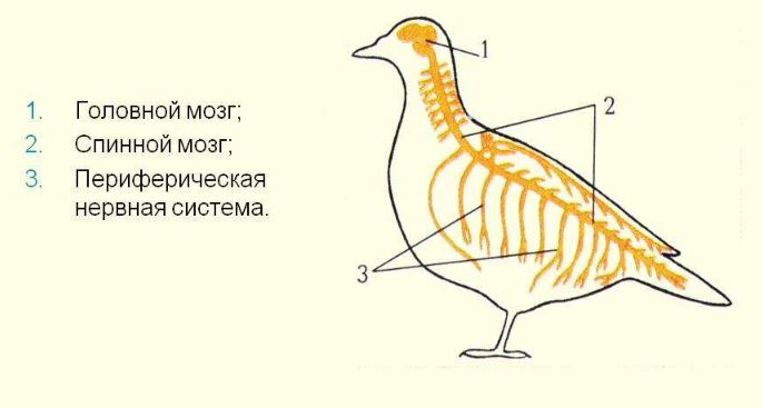 Нервная система птиц фото