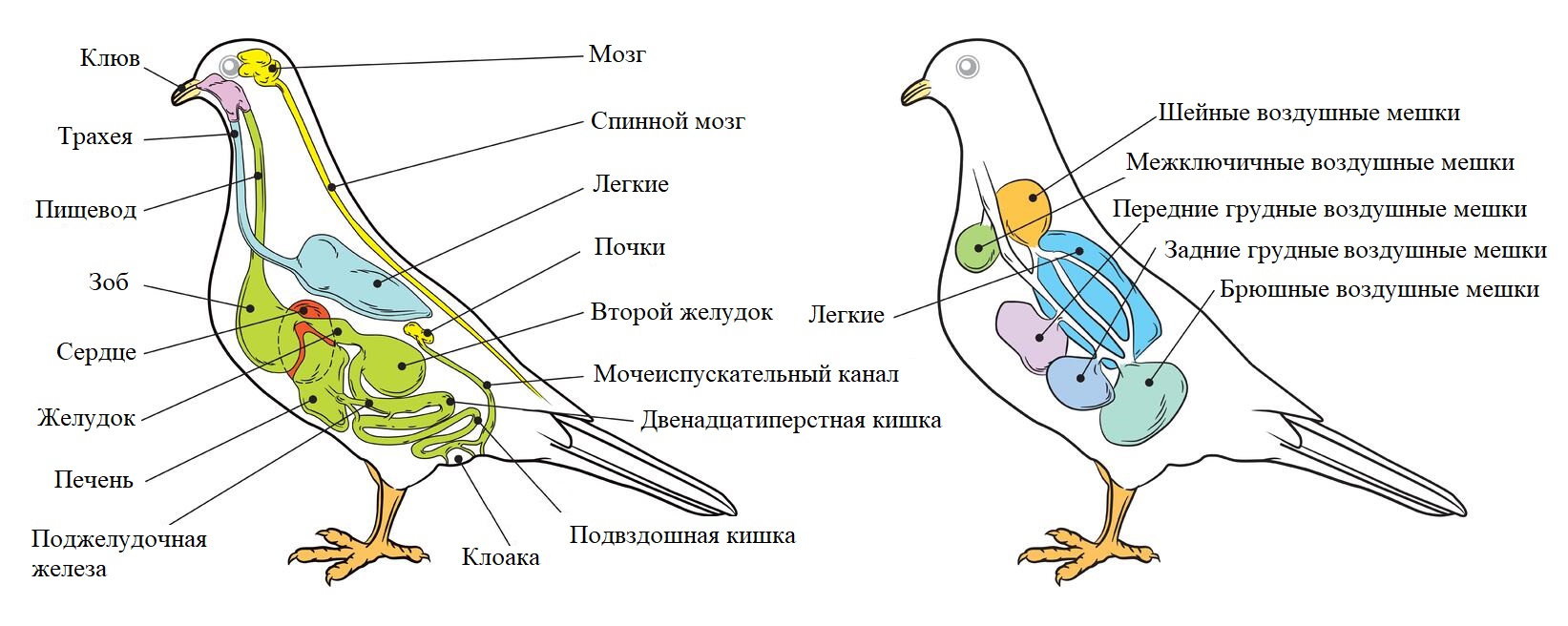Птицы. Описание, оперение, фото, скелет, органы, кровеносная система, мышцы  и нервная система