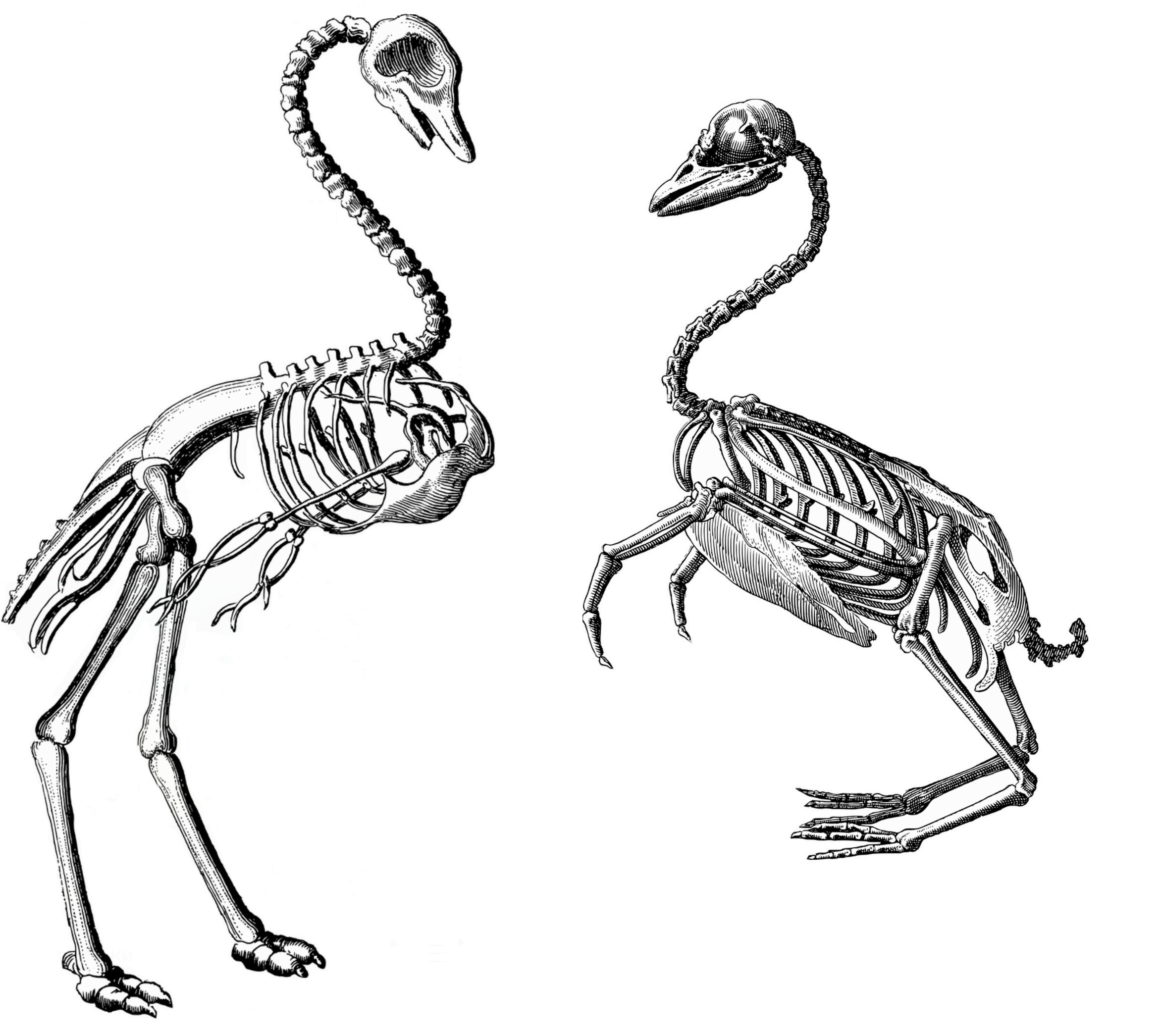 Скелет птиц фото