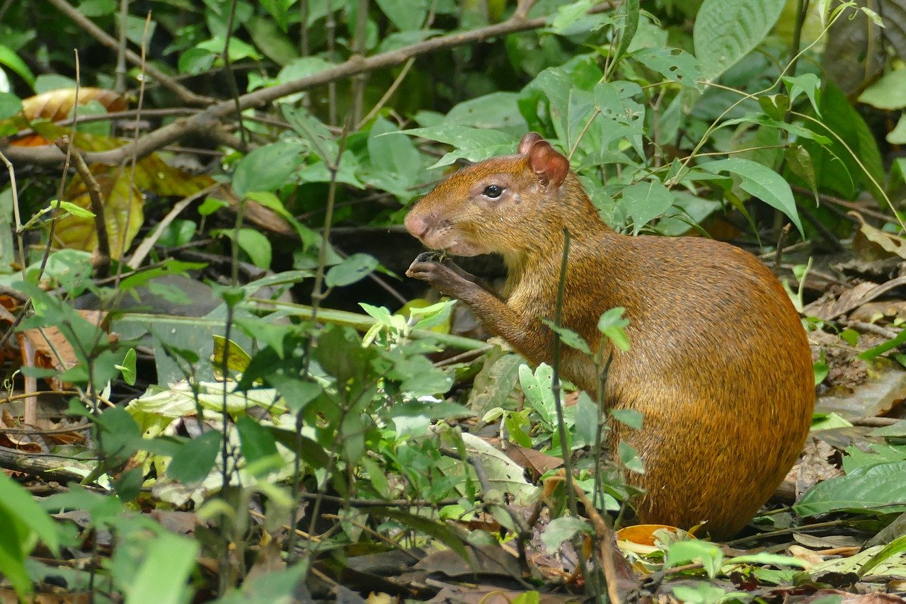Агути Азары фото Агути Азары фото