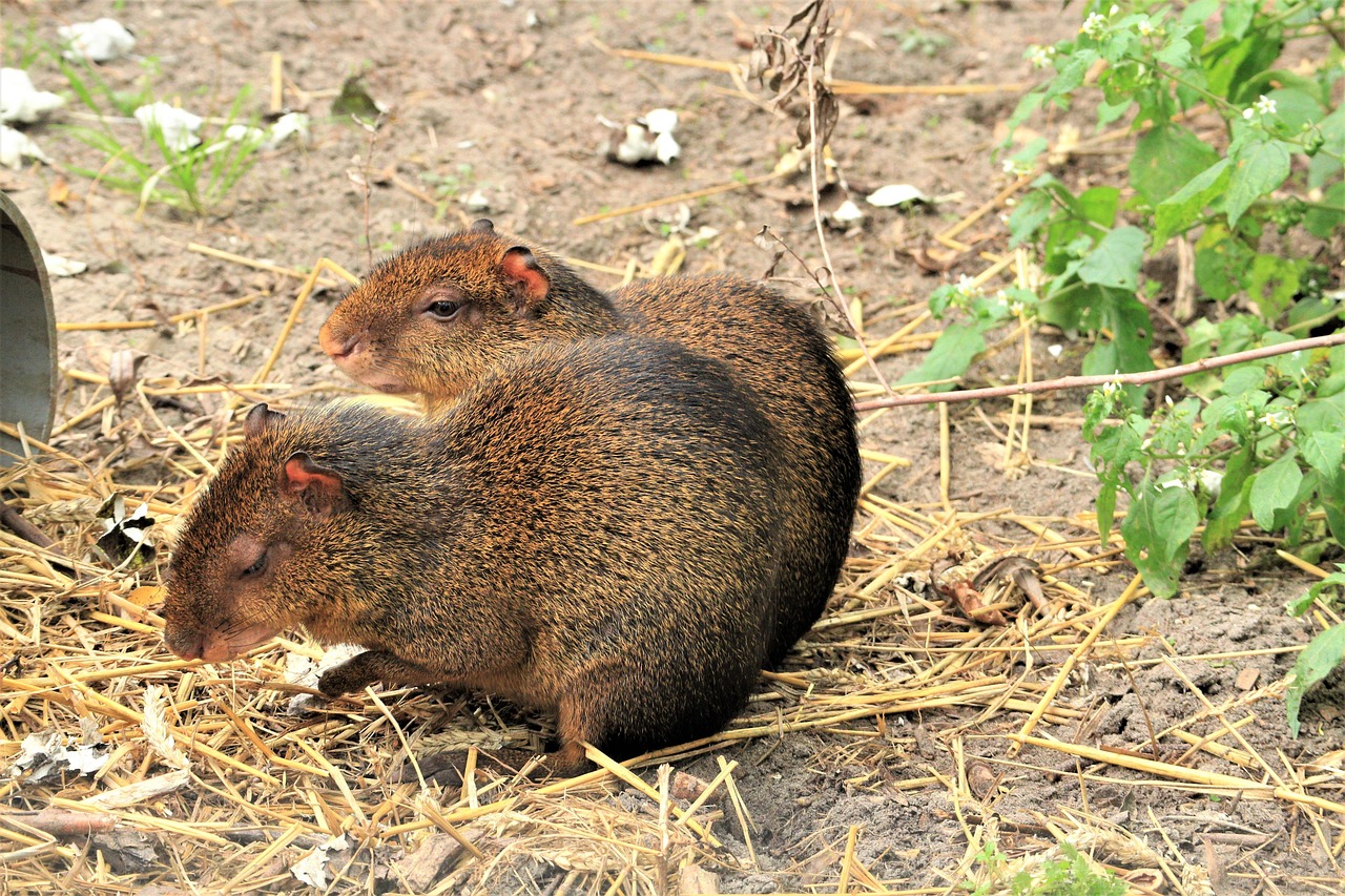 Агути пара Агути пара фото