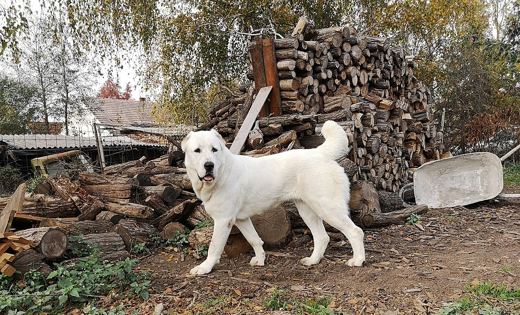 Алабай на улице фото