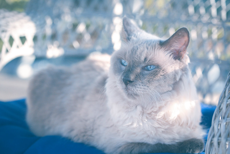 Балийская кошка лежит фото