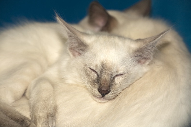 Балийская кошка котенок фото