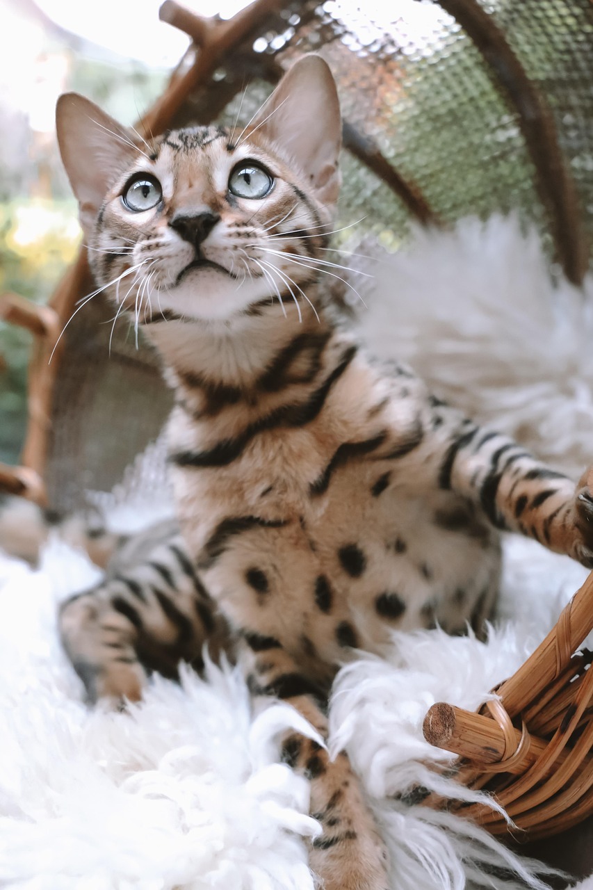 Бенгальская кошка забавная светлая фото Бенгальская кошка забавная светлая фото