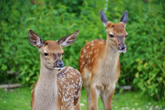 Европейская косуля Европейская косуля фото