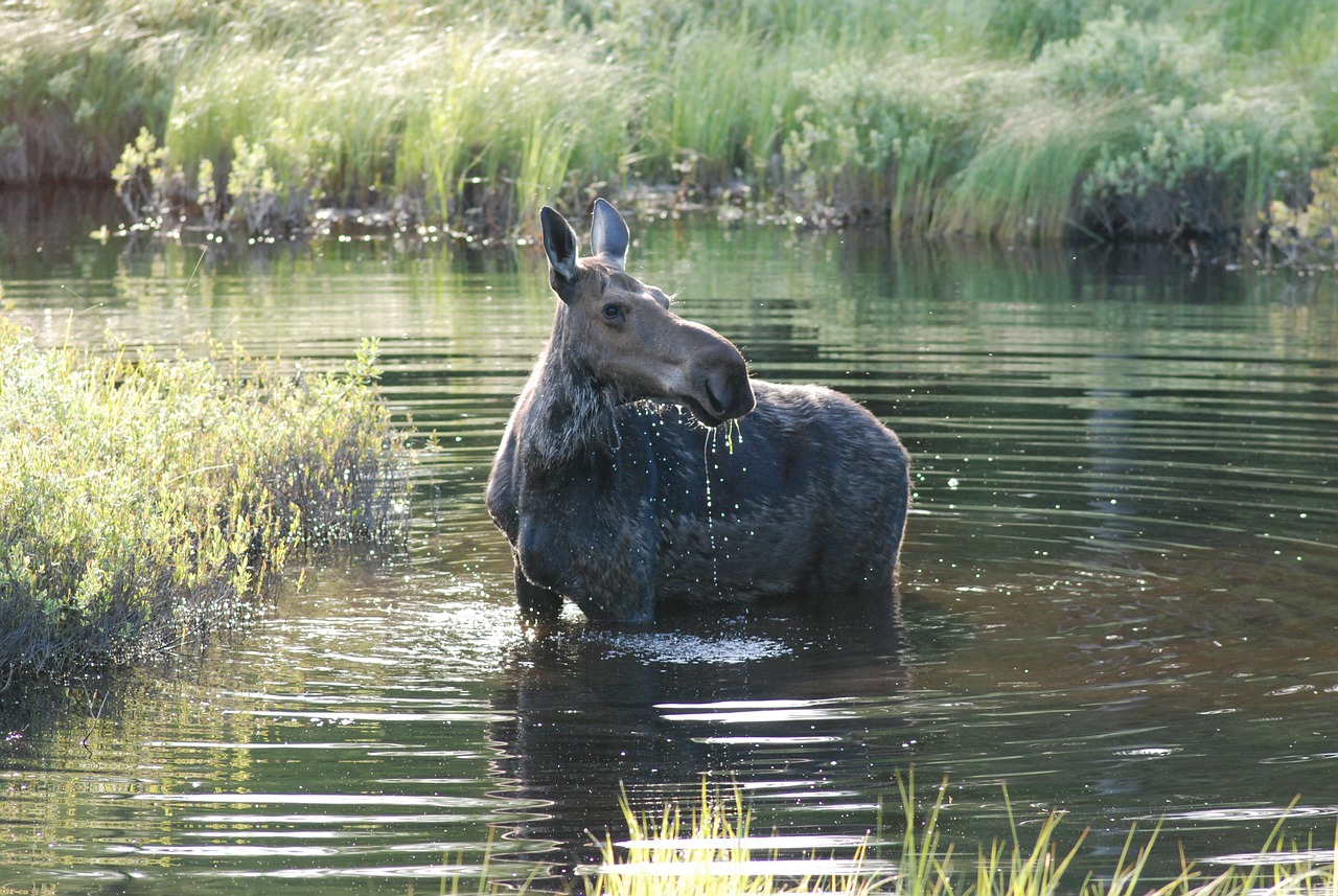 Лось в воде фото