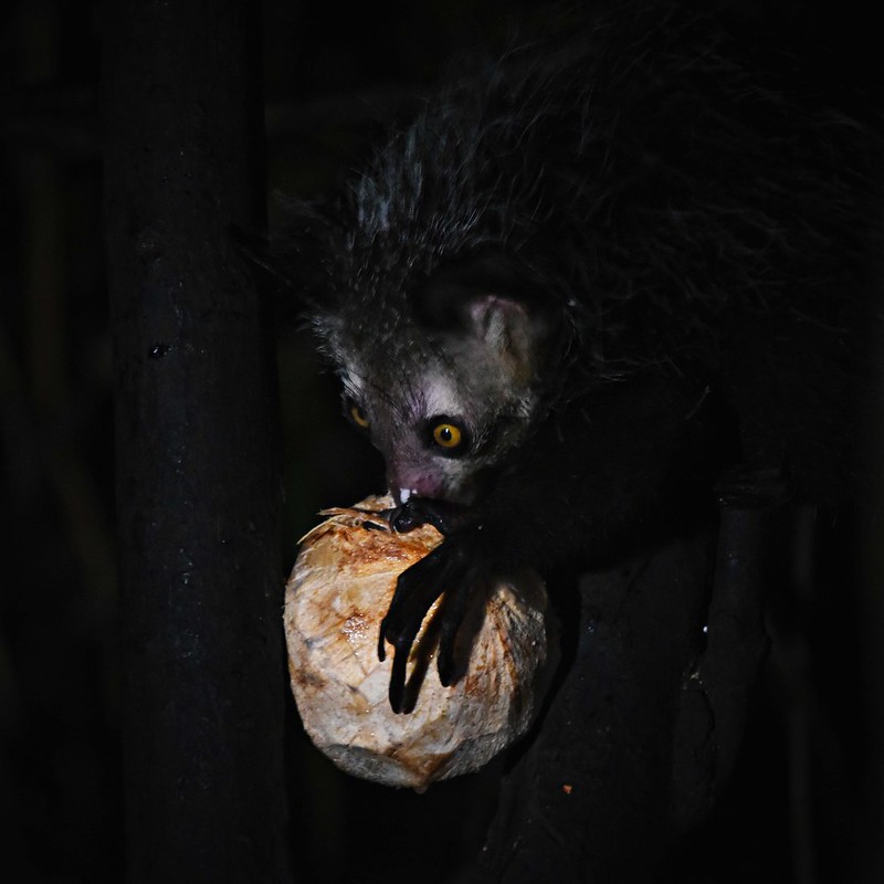 Мадагаскарская руконожка ночью Мадагаскарская руконожка ночью фото