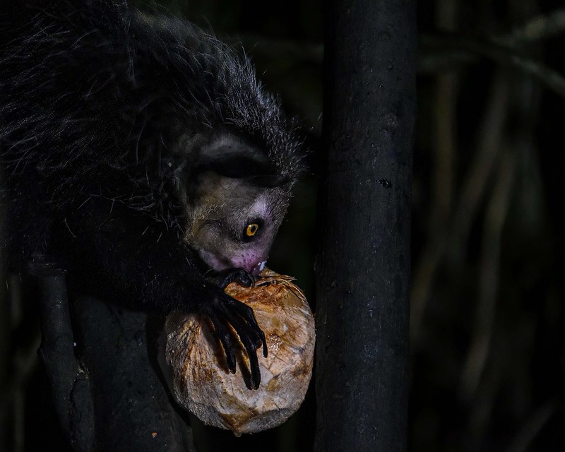 Мадагаскарская руконожка ест Мадагаскарская руконожка ест фото