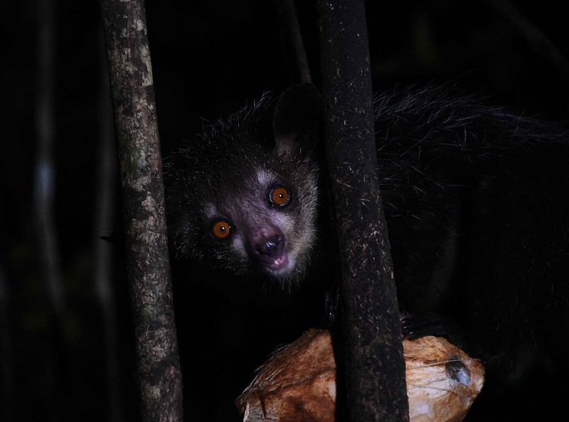 Мадагаскарская руконожка ночью на дереве Мадагаскарская руконожка ночью на дереве фото