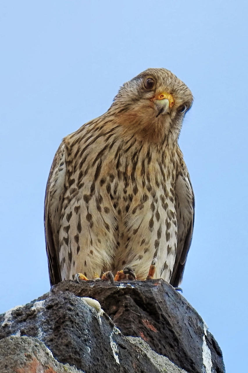 Пустельга смотрит Пустельга смотрит фото