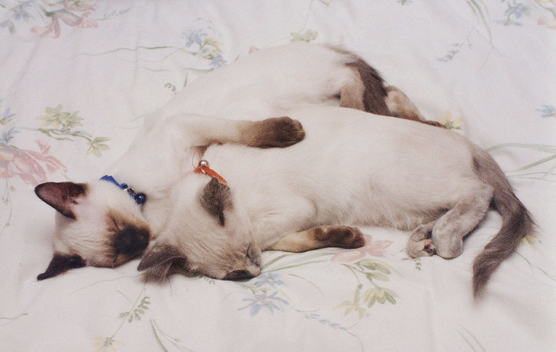 Балийские кошки фото