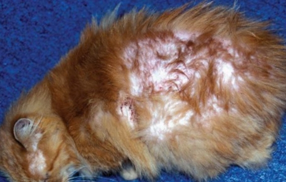 Кошка с воспалением кожи фото