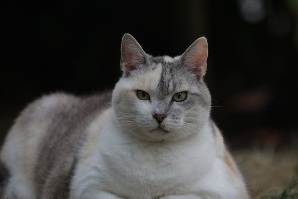 Кошка с ожирением фото