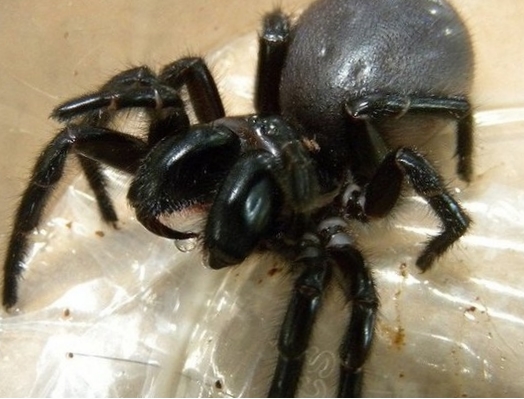 Воронковый паук фото