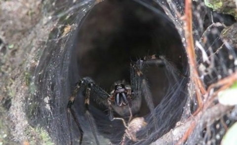 Воронковый паук в норе фото