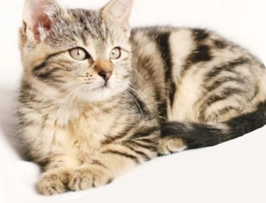 Котёнок лежит Котёнок лежит фото