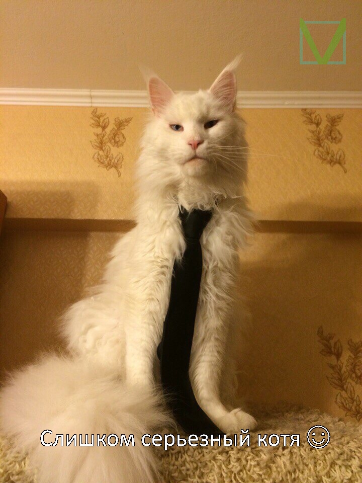 кошка с телефоном прикольная кошка фото