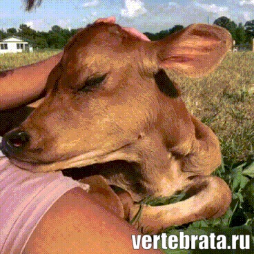 прикол с коровой прикол с коровой гиф
