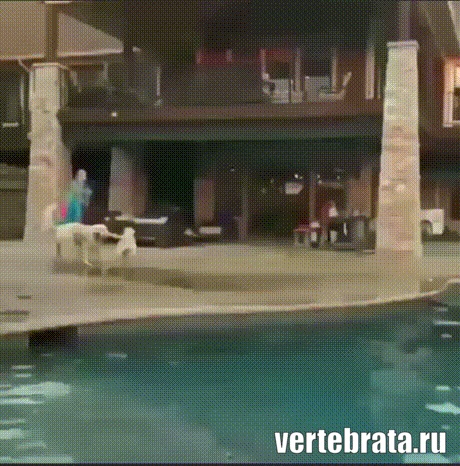 прикол собака гиф