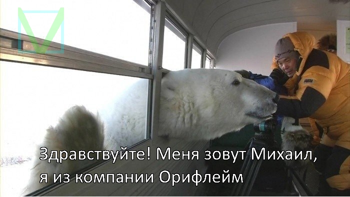 прикол с медведем прикол с медведем фото