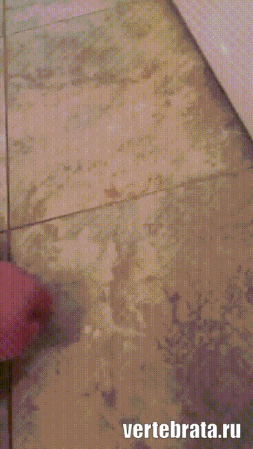 приколы с животными приколы с животными гиф