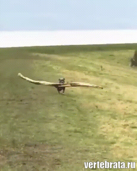 собака с палочкой собака с палочкой гиф