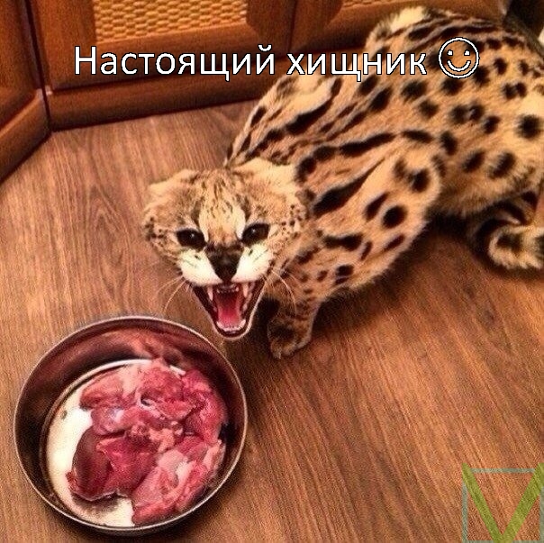 прикол с кошкой прикол с кошкой фото