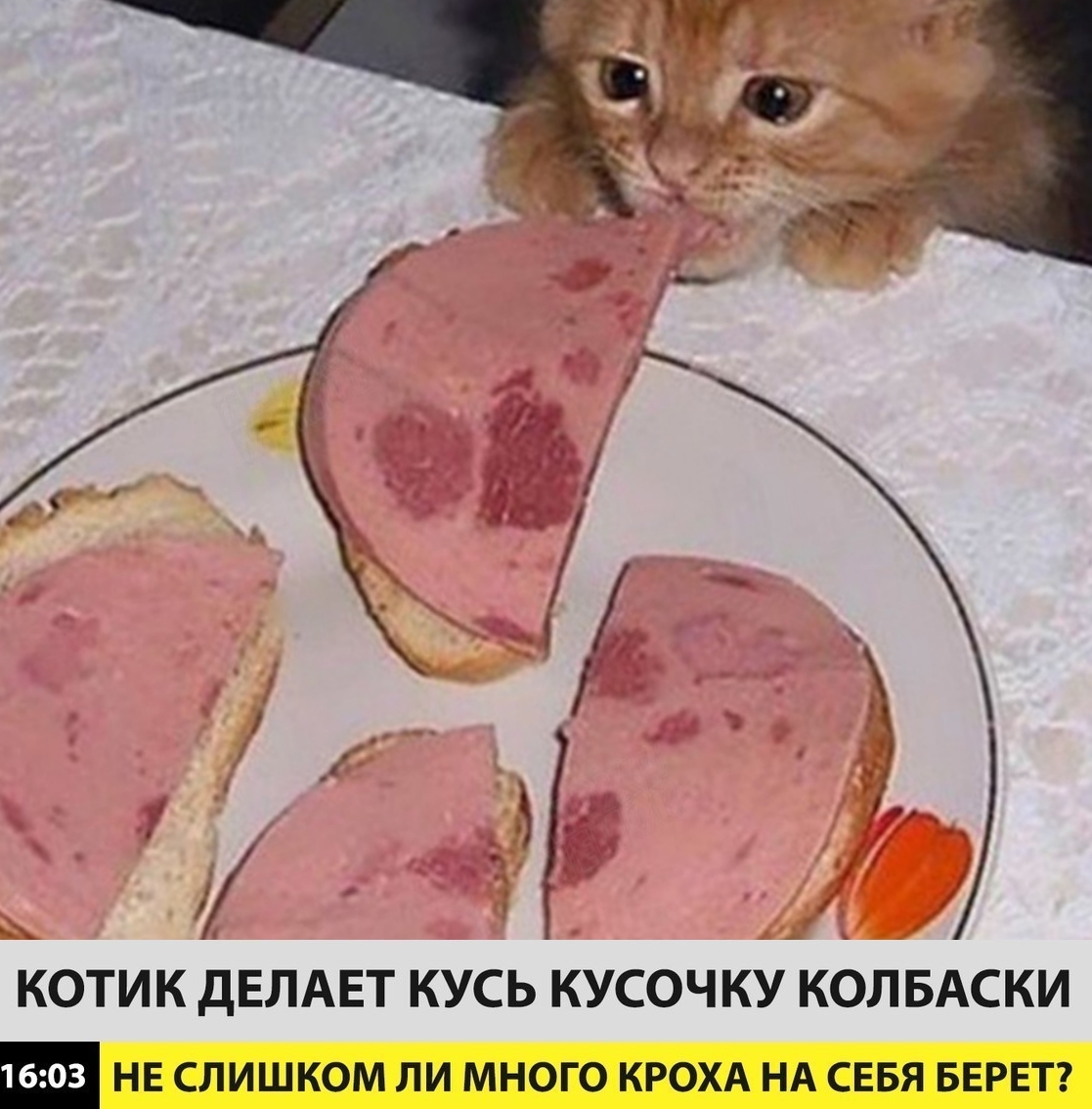 Приколы с животными 21. Изображение 1 Приколы с животными 21. Фото 1