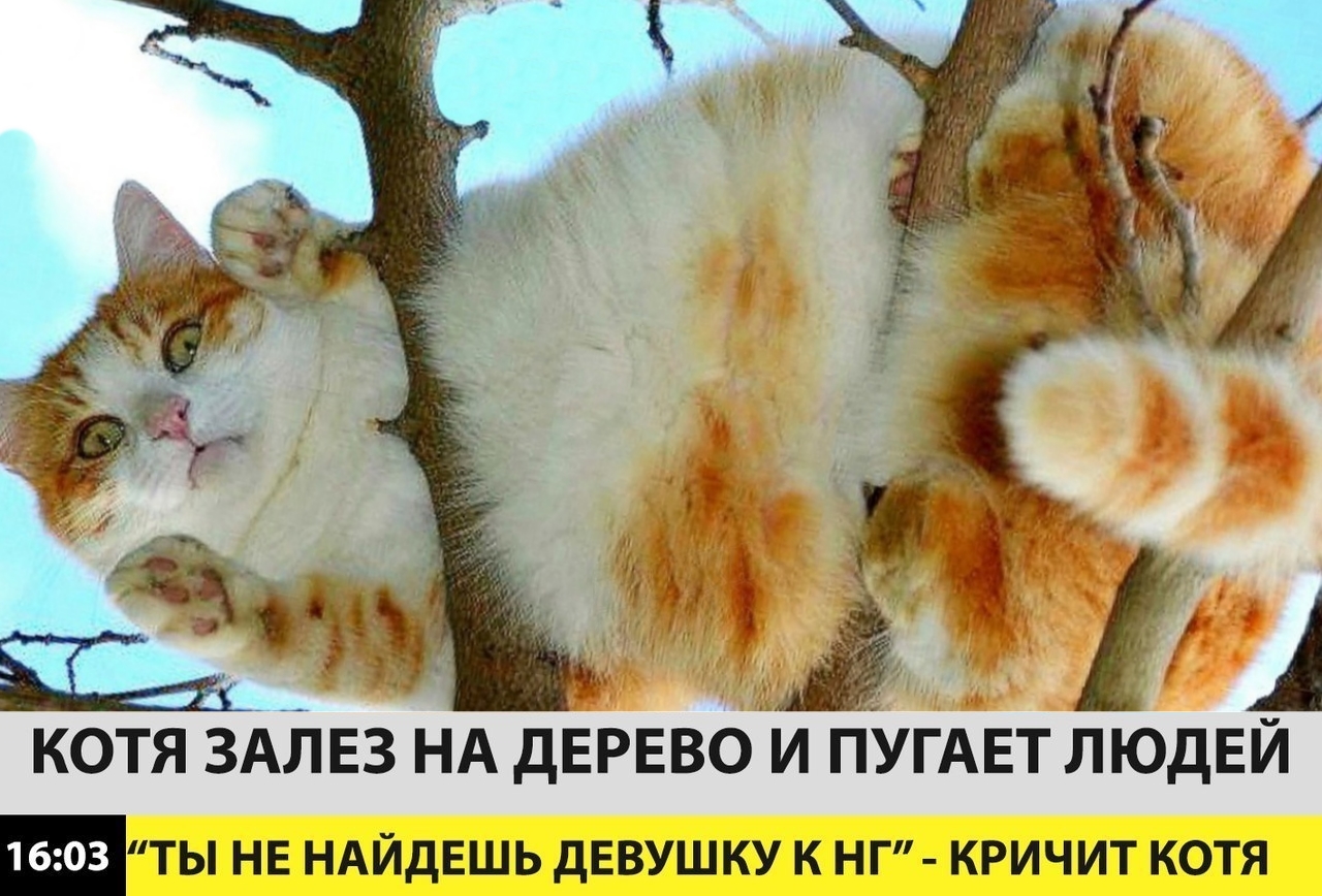 Приколы с животными 22. Изображение 1 Приколы с животными 22. Фото 1