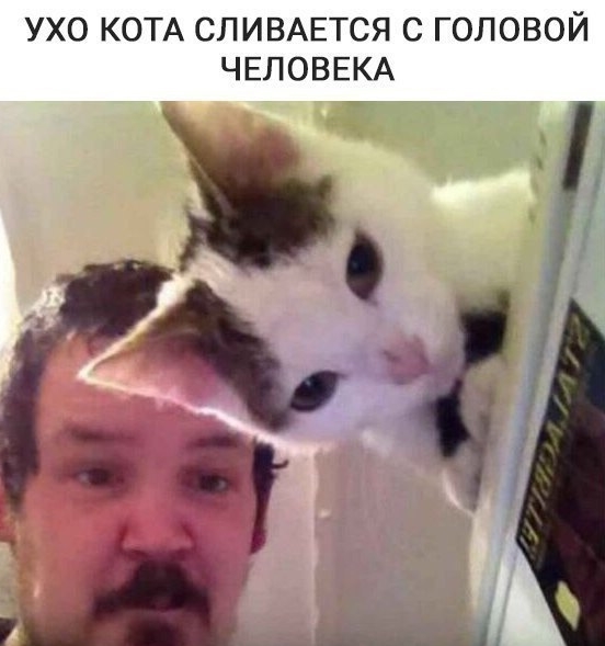 Приколы с животными 22. Изображение 3 Приколы с животными 22. Фото 2