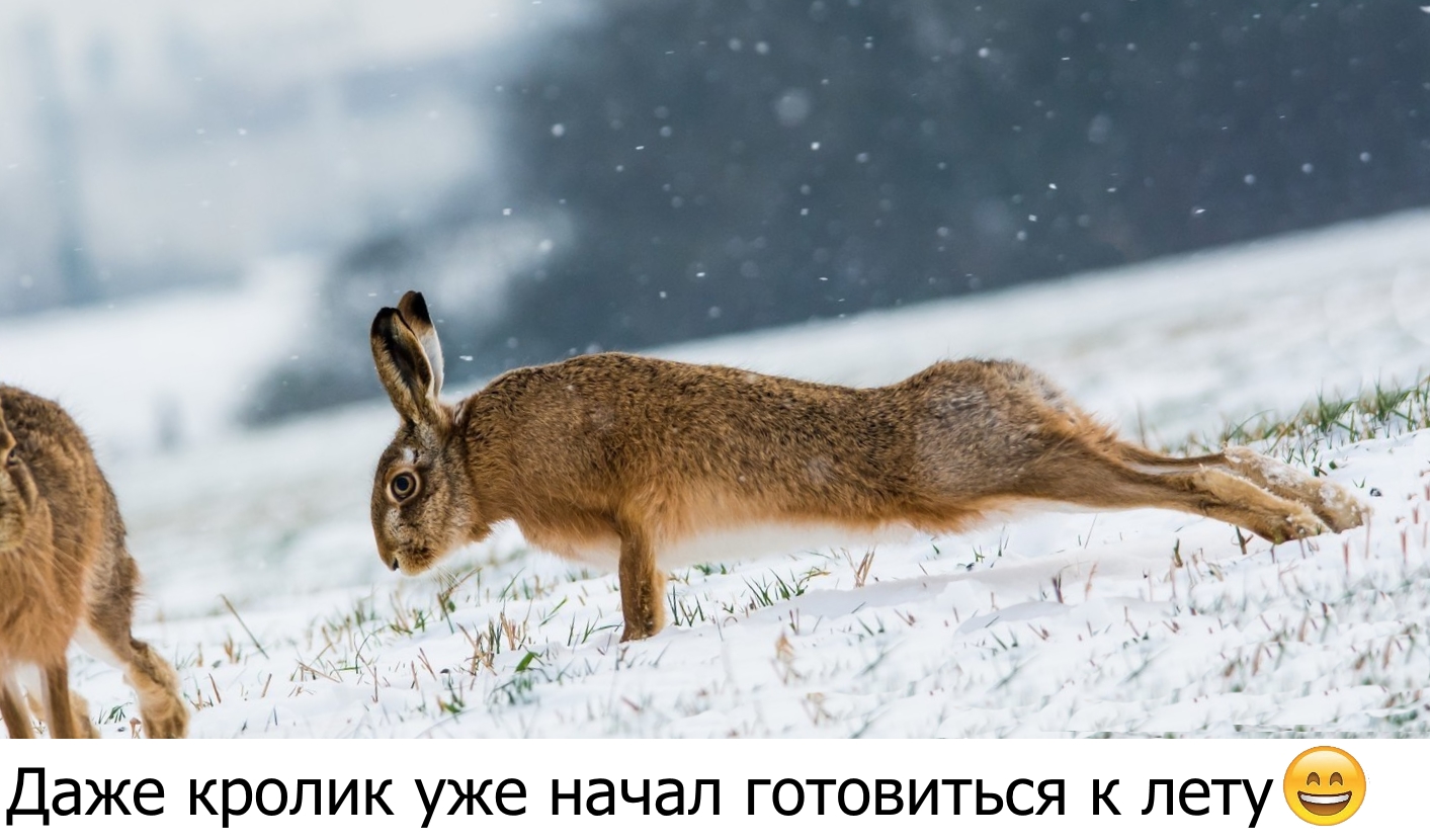 Приколы с животными 21. Изображение 11 Приколы с животными 21. Фото 6