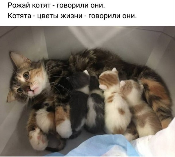 Приколы с животными 21. Изображение 15 Приколы с животными 21. Фото 8